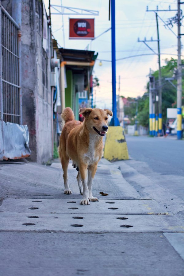 Comprendre la classification EN124 pour les tampons de voirie